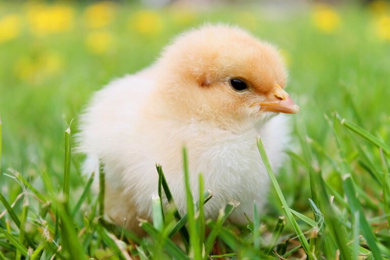 Receita com frango desfiado simples: 3 ideias para o dia a dia